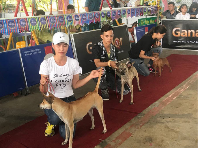 Đầu năm, chiêm ngưỡng dàn chó đẹp "khoe hình thể" - 13