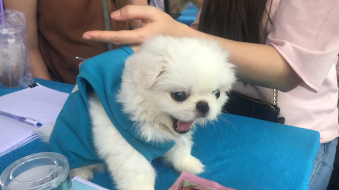 Đầu năm, chiêm ngưỡng dàn chó đẹp "khoe hình thể" - 3