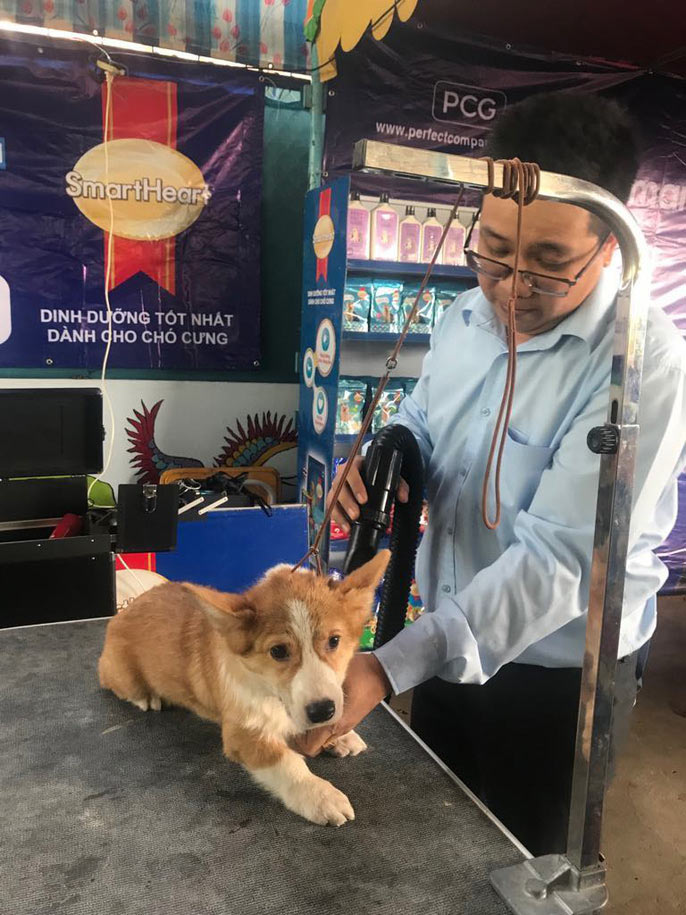 Đầu năm, chiêm ngưỡng dàn chó đẹp "khoe hình thể" - 4