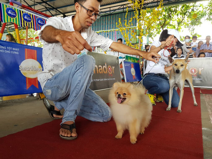 Đầu năm, chiêm ngưỡng dàn chó đẹp "khoe hình thể" - 6