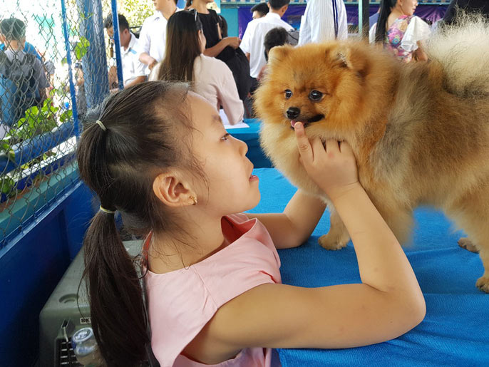 Đầu năm, chiêm ngưỡng dàn chó đẹp "khoe hình thể" - 7