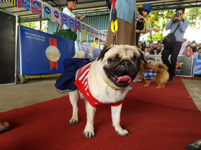 Đầu năm, chiêm ngưỡng dàn chó đẹp "khoe hình thể" - 8