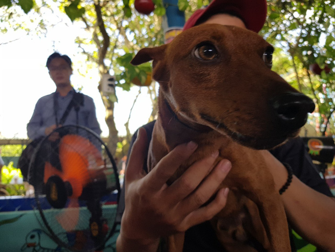 Đầu năm, chiêm ngưỡng dàn chó đẹp "khoe hình thể" - 9