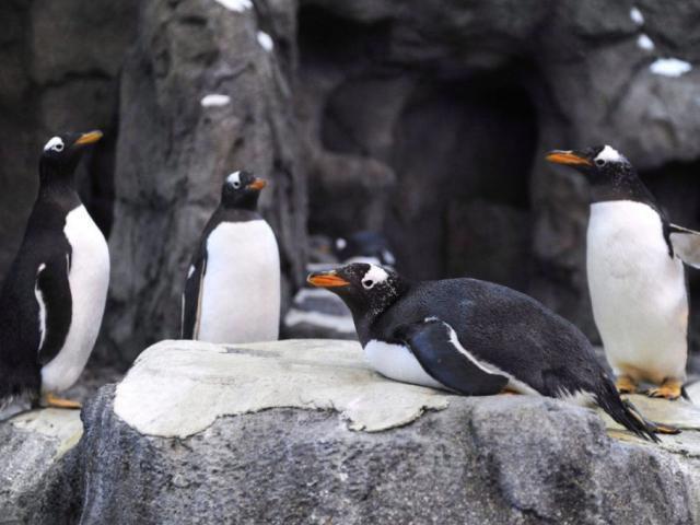Quốc gia đang lạnh đến nỗi chim cánh cụt cũng không sống nổi