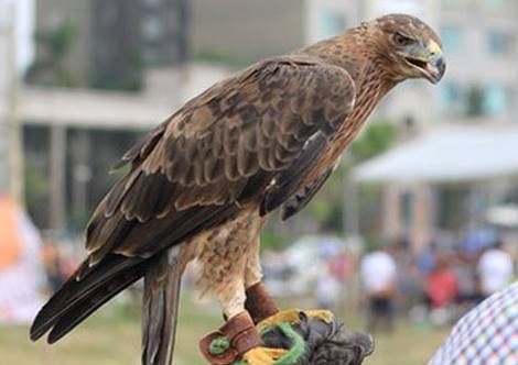 Chơi Tết với… "chúa tể bầu trời" - 3