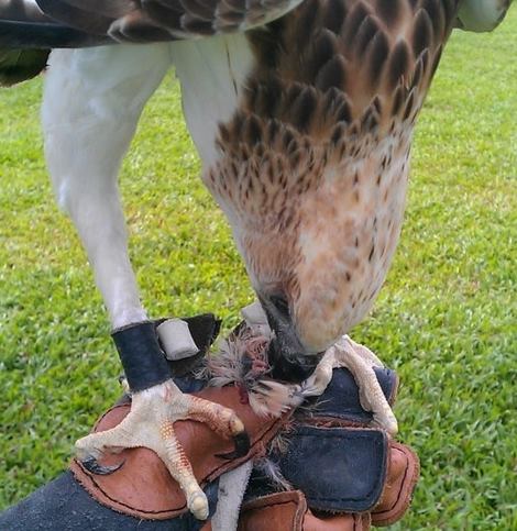 Chơi Tết với… "chúa tể bầu trời" - 1