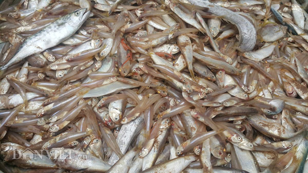 Nuôi con gì bán Tết: Nuôi cá lóc bông chỉ cần a-lô &#34;thượng đế&#34; tự đến trả tiền - 2