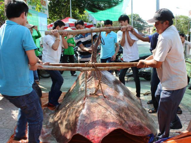 Ngư dân bắt được “quái ngư nước ngọt” nặng hơn 220kg ở miền Tây
