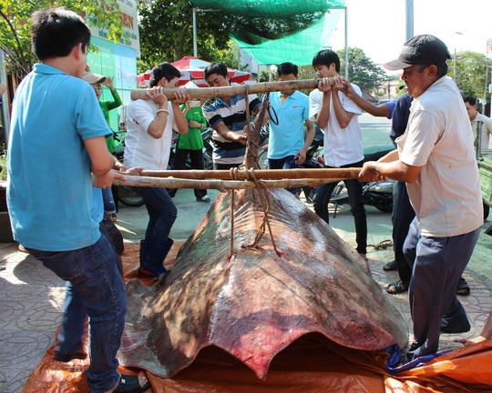 Ngư dân bắt được “quái ngư nước ngọt” nặng hơn 220kg ở miền Tây - 1