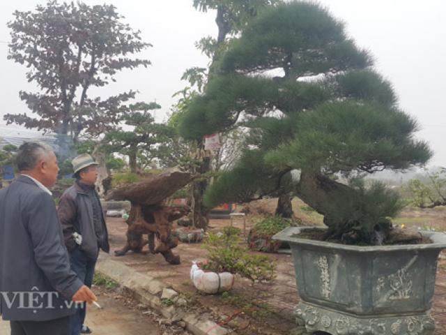 Thị trường - Tiêu dùng - Chiêm ngưỡng phi lao kiểng cổ dáng siêu phong, giá nửa tỷ đồng