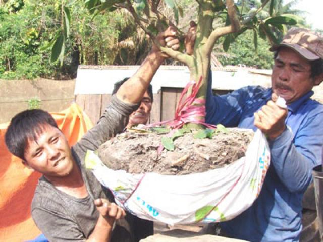 Tài chính - Bất động sản - Những "nghệ nhân" bứng mai Tết kiếm tiền triệu mỗi ngày ở Sài Gòn