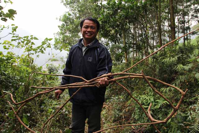 Cỏ máu bị săn lùng vì lời đồn chữa được ung thư - 1