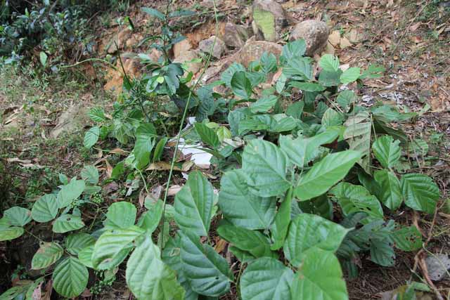 Cỏ máu bị săn lùng vì lời đồn chữa được ung thư - 2