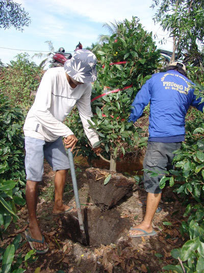 Những "nghệ nhân" bứng mai Tết kiếm tiền triệu mỗi ngày ở Sài Gòn - 1