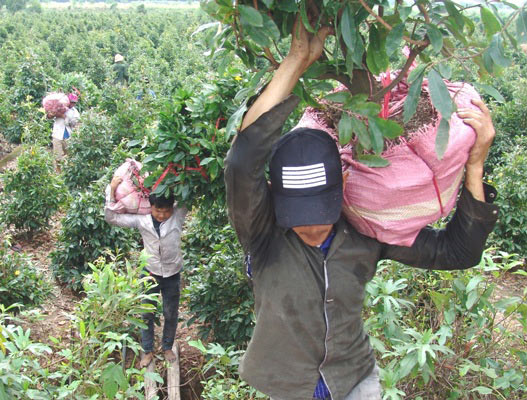 Những "nghệ nhân" bứng mai Tết kiếm tiền triệu mỗi ngày ở Sài Gòn - 2