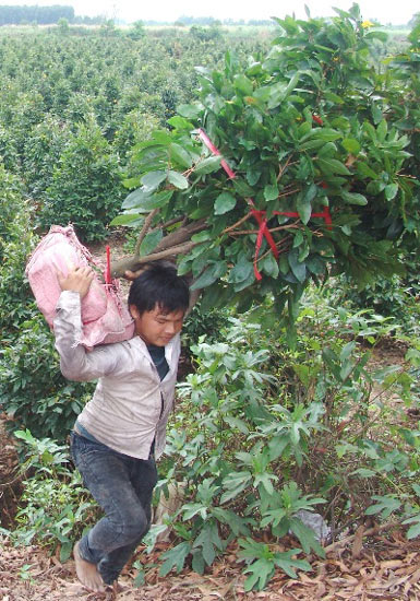 Những "nghệ nhân" bứng mai Tết kiếm tiền triệu mỗi ngày ở Sài Gòn - 3