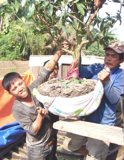 Những "nghệ nhân" bứng mai Tết kiếm tiền triệu mỗi ngày ở Sài Gòn - 4