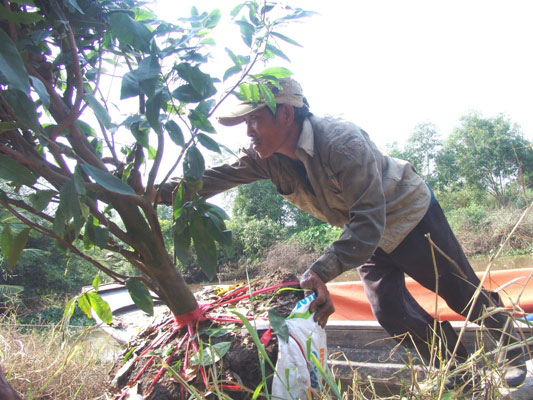 Những "nghệ nhân" bứng mai Tết kiếm tiền triệu mỗi ngày ở Sài Gòn - 5