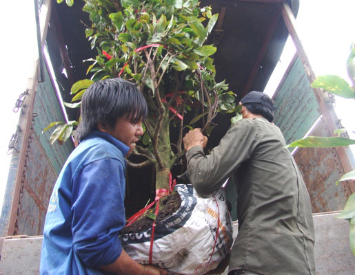 Những "nghệ nhân" bứng mai Tết kiếm tiền triệu mỗi ngày ở Sài Gòn - 6