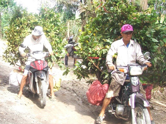 Những "nghệ nhân" bứng mai Tết kiếm tiền triệu mỗi ngày ở Sài Gòn - 8