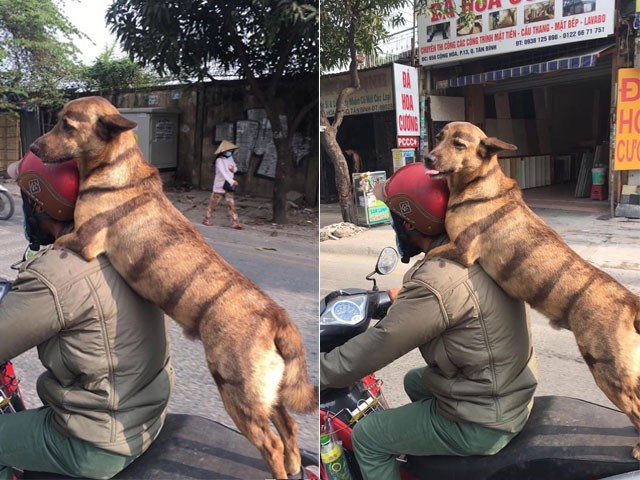 Chú chó ngồi sau xe máy lè lưỡi cực yêu ”gây bão” mạng