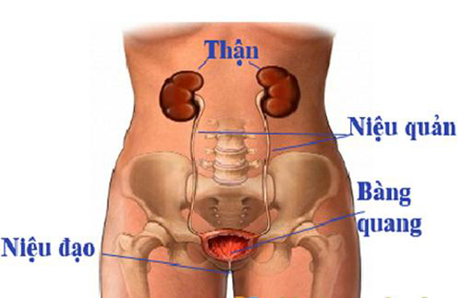 Muốn hết tiểu đêm thì nên ăn gì, uống gì cho hiệu quả? - 3