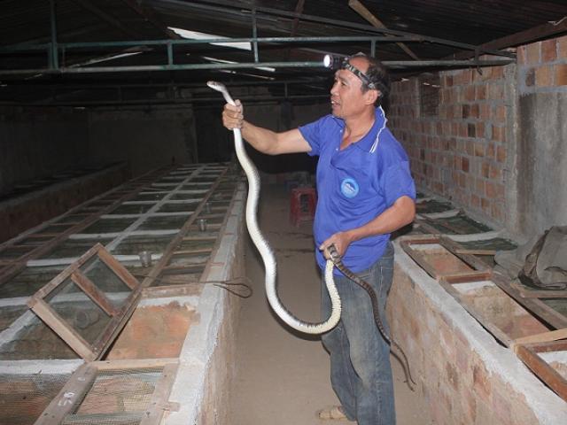 Tin tức trong ngày - Sởn gai ốc trước đàn rắn trăm triệu của lão nông U50