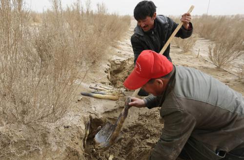 Thu hàng tỷ đồng mỗi năm nhờ trồng "nhân sâm của sa mạc" - 3