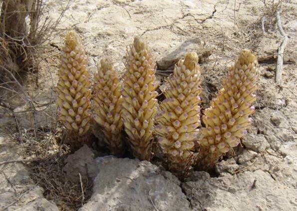 Thu hàng tỷ đồng mỗi năm nhờ trồng "nhân sâm của sa mạc" - 2