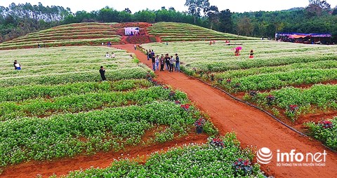 Ngỡ ngàng vẻ đẹp mê hồn của vườn hoa tam giác mạch ở miền Tây xứ Nghệ - 4
