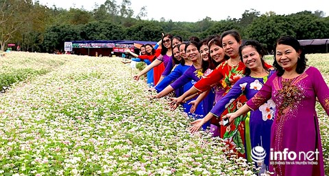 Ngỡ ngàng vẻ đẹp mê hồn của vườn hoa tam giác mạch ở miền Tây xứ Nghệ - 11