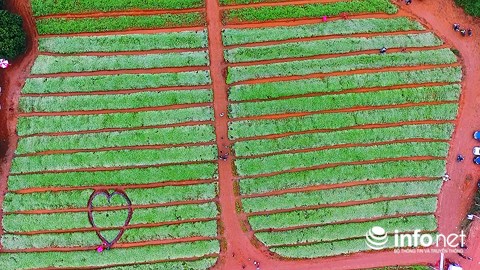 Ngỡ ngàng vẻ đẹp mê hồn của vườn hoa tam giác mạch ở miền Tây xứ Nghệ - 13