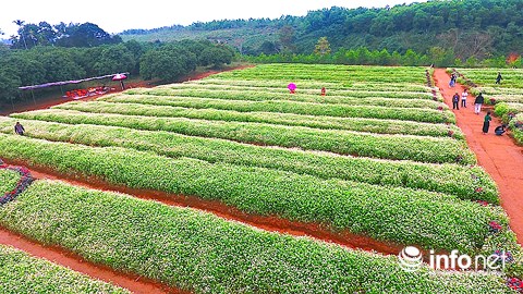 Ngỡ ngàng vẻ đẹp mê hồn của vườn hoa tam giác mạch ở miền Tây xứ Nghệ - 3