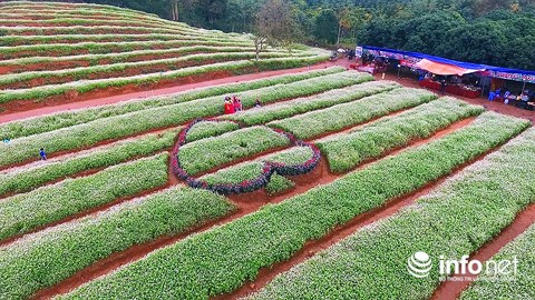 Ngỡ ngàng vẻ đẹp mê hồn của vườn hoa tam giác mạch ở miền Tây xứ Nghệ - 2