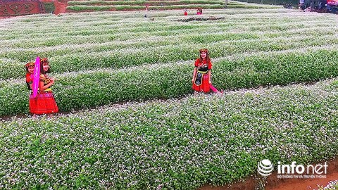 Ngỡ ngàng vẻ đẹp mê hồn của vườn hoa tam giác mạch ở miền Tây xứ Nghệ - 8