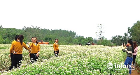 Ngỡ ngàng vẻ đẹp mê hồn của vườn hoa tam giác mạch ở miền Tây xứ Nghệ - 6