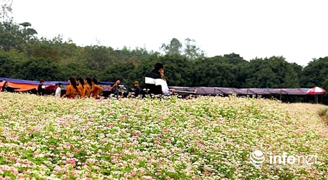 Ngỡ ngàng vẻ đẹp mê hồn của vườn hoa tam giác mạch ở miền Tây xứ Nghệ - 10