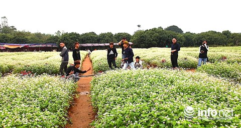Ngỡ ngàng vẻ đẹp mê hồn của vườn hoa tam giác mạch ở miền Tây xứ Nghệ - 9