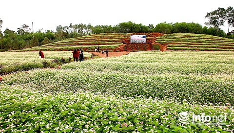 Ngỡ ngàng vẻ đẹp mê hồn của vườn hoa tam giác mạch ở miền Tây xứ Nghệ - 5