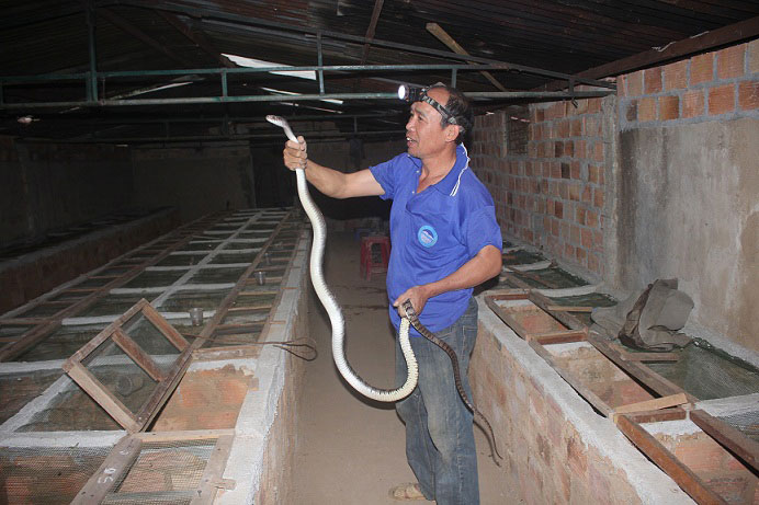 Sởn gai ốc trước đàn rắn trăm triệu của lão nông U50 - 1