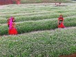 Ngỡ ngàng vẻ đẹp mê hồn của vườn hoa tam giác mạch ở miền Tây xứ Nghệ