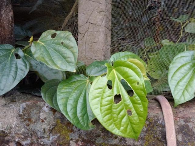 Tin tức trong ngày - Không có chuyện dùng lá trầu làm “bùa ngải” để chiếm đoạt tài sản