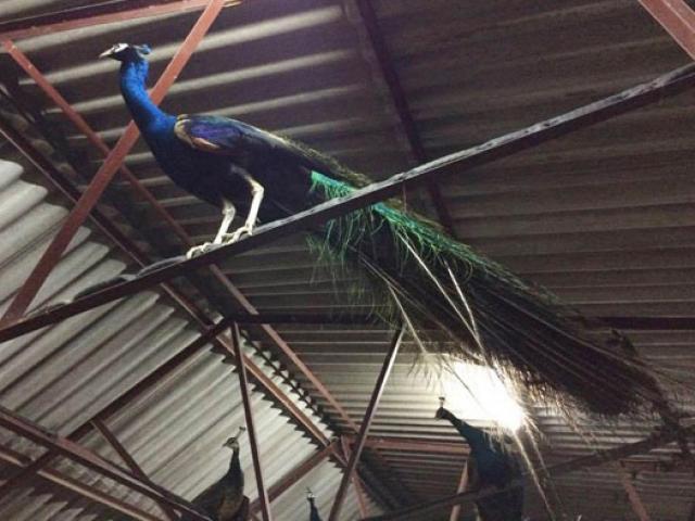 Thị trường - Tiêu dùng - Nuôi con gì bán Tết: Chăm loài chim đẹp nhất thế giới, chưa Tết đã "cháy hàng"