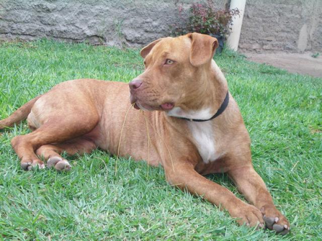 Thế giới - Cha lao vào đâm chó nhà nuôi để cứu con gái 1 tuổi