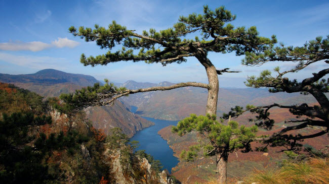 Serbia: Quốc gia này đang trở thành điểm đến mới nổi ở châu Âu. Vườn quốc gia Tara ở Serbia nổi tiếng với các ngọn đồi xanh mượt nhìn xuống hẻm núi sâu tuyệt đẹp.