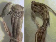 Phi thường - kỳ quặc - Cận cảnh nhện khổng lồ chui ra khỏi xác cũ