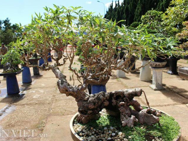 Tin tức trong ngày - Lạ mắt bonsai "Lão mì" 25 năm tuổi