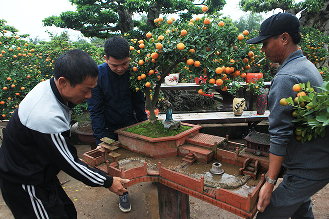 Đẹp mê hồn, quất tiểu cảnh cây đa giếng nước sân đình - 1