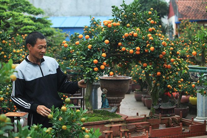 Đẹp mê hồn, quất tiểu cảnh cây đa giếng nước sân đình - 2