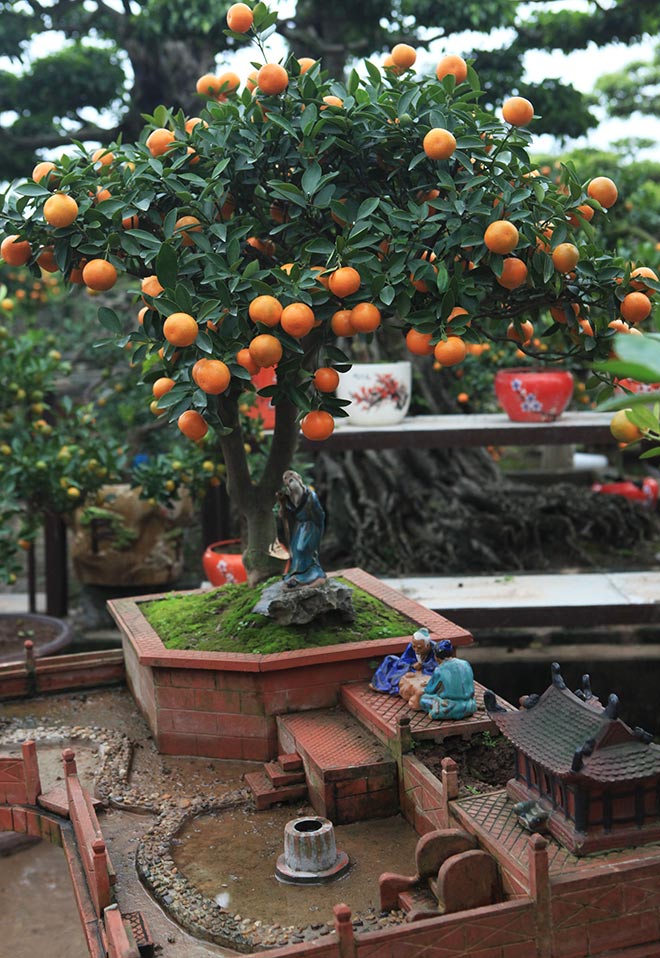 Đẹp mê hồn, quất tiểu cảnh cây đa giếng nước sân đình - 3